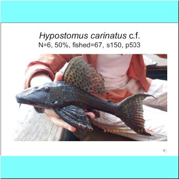 Hypostomus carinatus cf.png